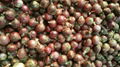 2022 new crops fresh red onion bulbs 9