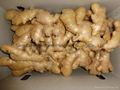 2024 Air dried fresh JUMBO ginger