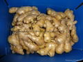 2024 Air dried fresh JUMBO ginger