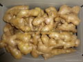 2023 Air dried fresh JUMBO ginger