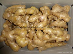 2024 Air dried fresh JUMBO ginger