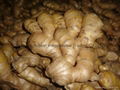 2025 Air dried fresh JUMBO ginger 4