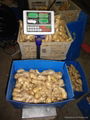 2024 Air dried fresh JUMBO ginger 6