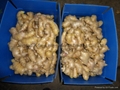 2024 Air dried fresh JUMBO ginger 11