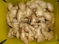 2025 Air dried fresh JUMBO ginger 12