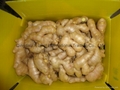 2024 Air dried fresh JUMBO ginger 17