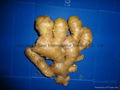 2024 Air dried fresh JUMBO ginger 16