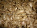 2024 Air dried fresh JUMBO ginger