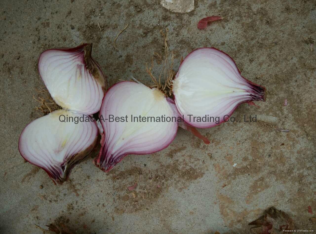 2022 crops fresh red onion 2
