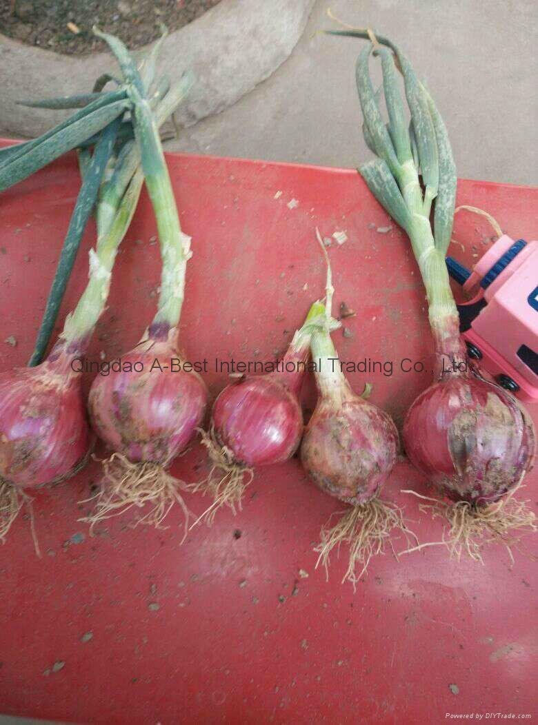 2022 crops fresh red onion 3