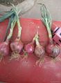 2022 crops fresh red onion