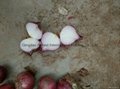 2022 crops fresh red onion