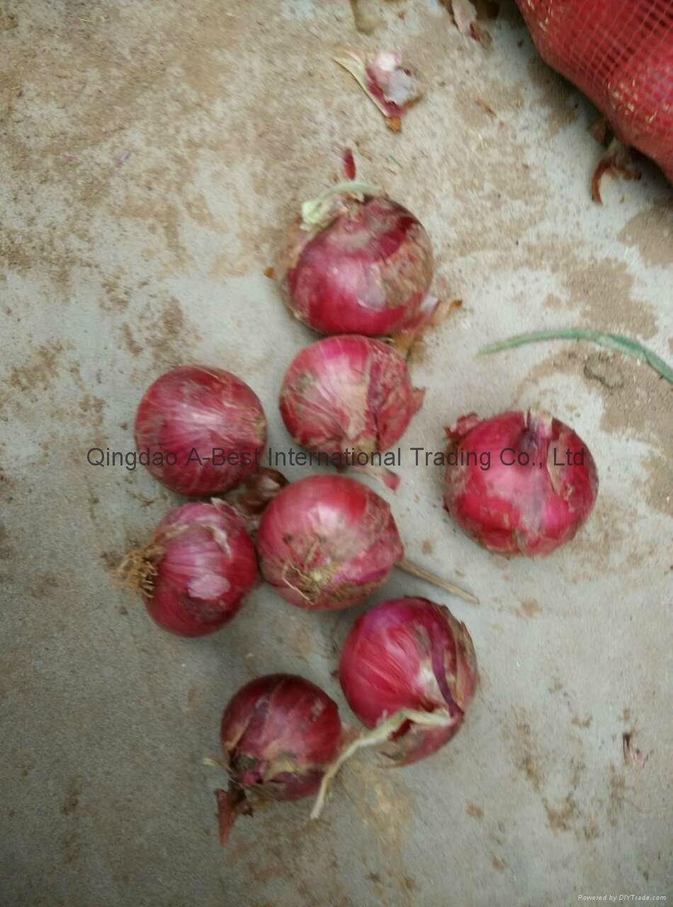 2022 crops fresh red onion 5