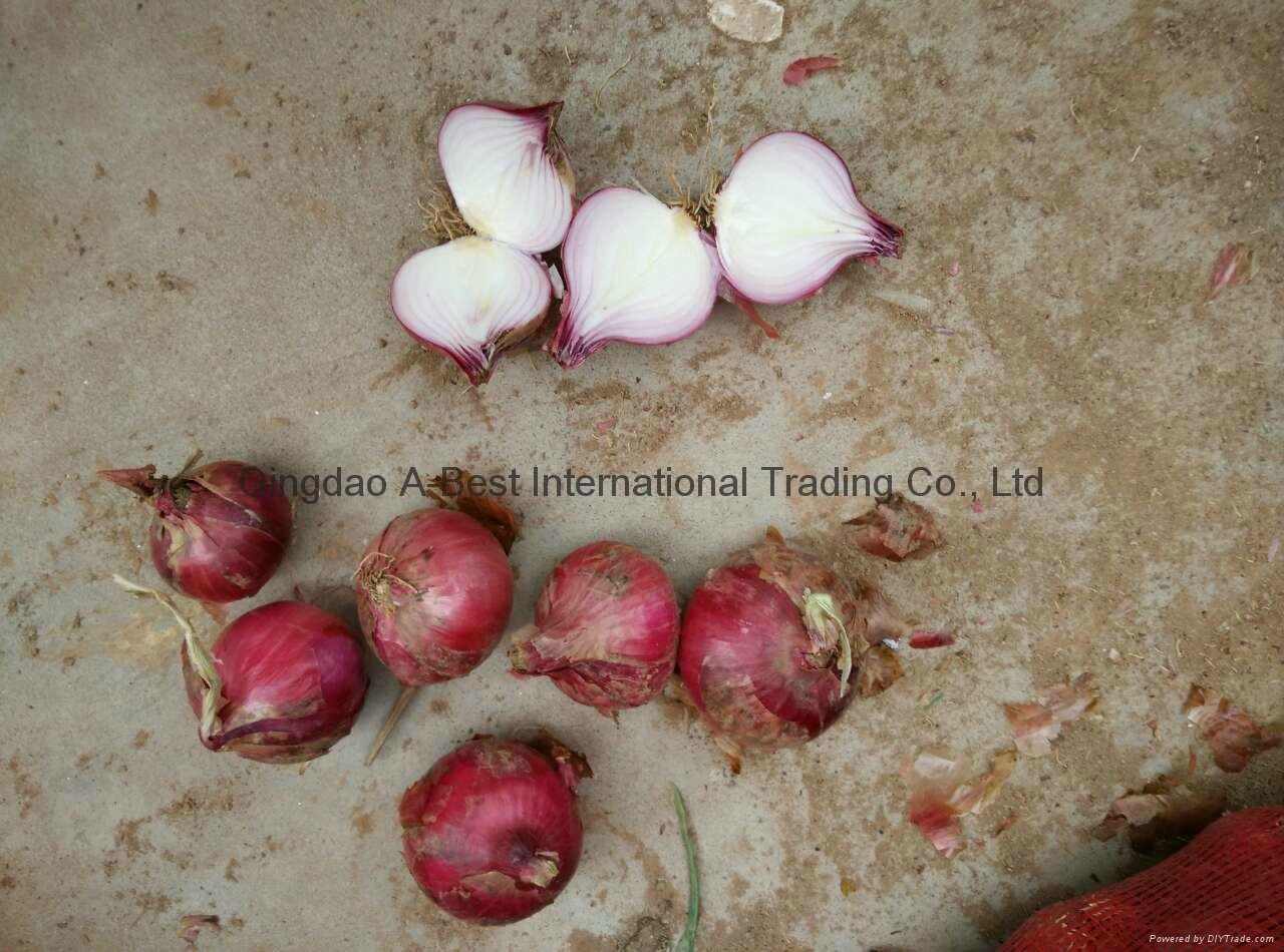 2022 crops fresh red onion 4
