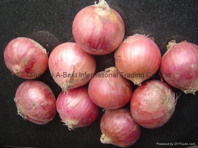 Fresh red onion 1