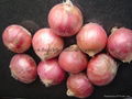 Fresh red onion