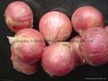 Fresh red onion 2