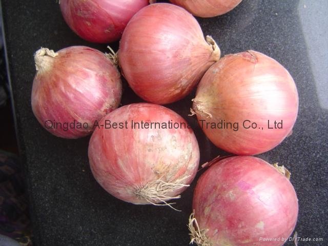 Fresh red onion 3