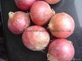 Fresh red onion 3