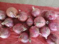 Fresh red onion