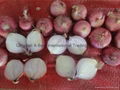 Fresh red onion 9