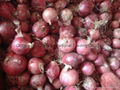 FRESH RED ONION