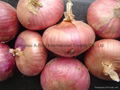 Fresh red onion 11