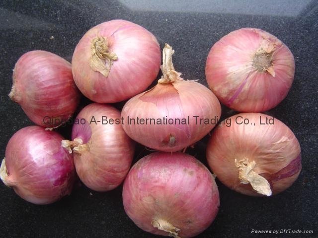 Fresh red onion 13