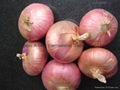 Fresh red onion