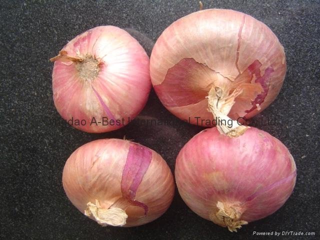 Fresh red onion 14