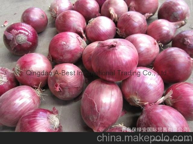 Fresh red onion 15