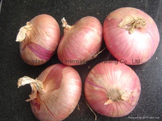 Fresh red onion 16