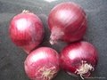 Fresh red onion 18