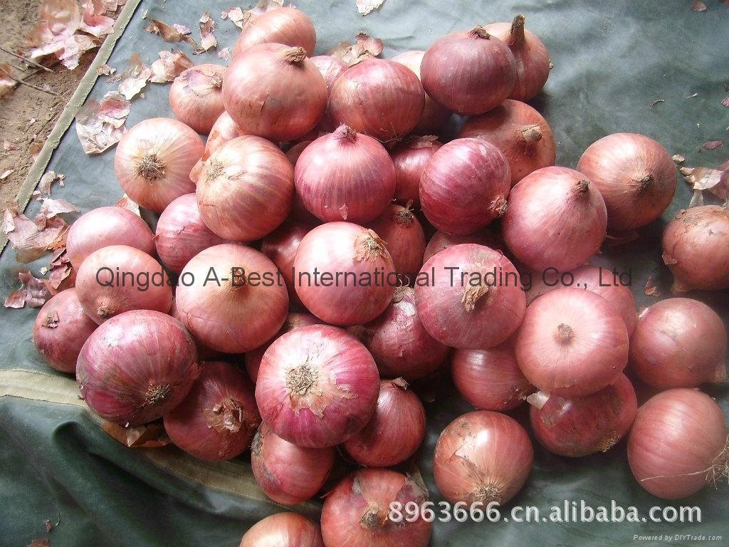 Fresh red onion 19