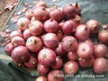 FRESH RED ONION