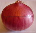 FRESH ONION