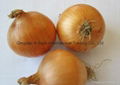 ONION 2