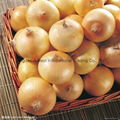 FRESH YELLOW ONIONS 3