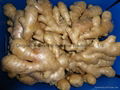 2024 New crops air dried fresh ginger 1