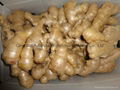 2024 New crops air dried fresh ginger 3