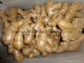 2024 New crops air dried fresh ginger