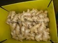 2023 New crops air dried fresh ginger