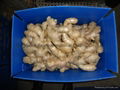 2024 New crops air dried fresh ginger 4