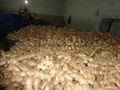 2024 New crops air dried fresh ginger 9