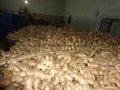 2023 New crops air dried fresh ginger