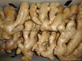 2024 New crops air dried fresh ginger 5