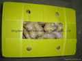 2024 New crops air dried fresh ginger 6
