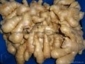 2024 New crops air dried fresh ginger 8