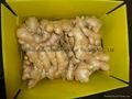 2025 New crops air dried fresh ginger 10