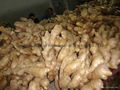 2024 New crops air dried fresh ginger 12
